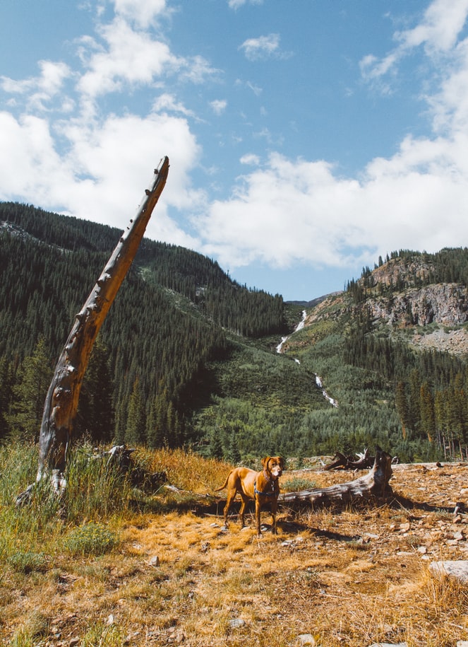 outdoors adventure with dog, sustainable travel, eco friendly, responsible travel, 8 tips on how to choose an eco-friendly hotel, where to go, where to stay, tips, travel tips