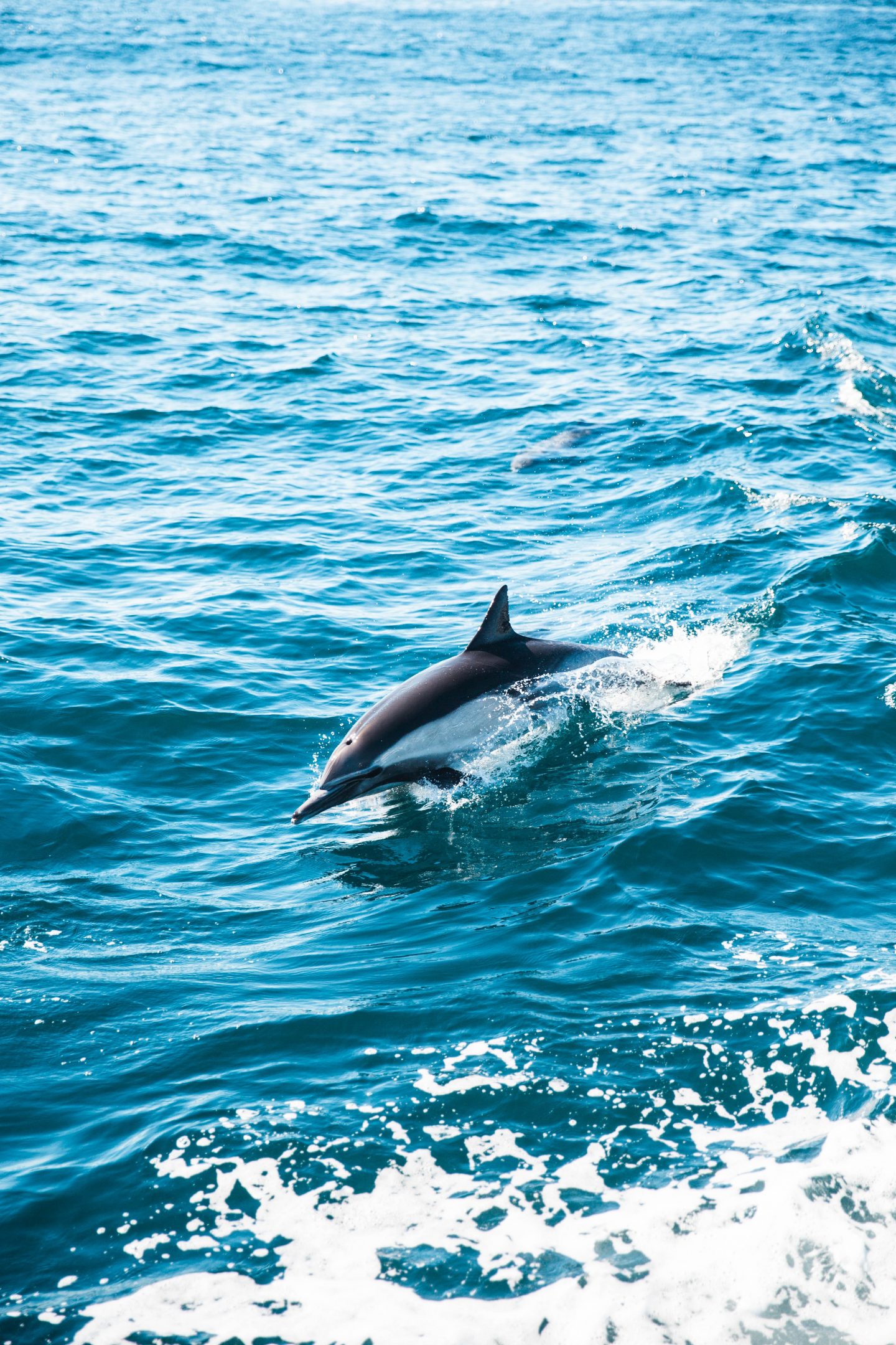 a wild dolphin jumping out of the water in the ocean, bright colored ocean