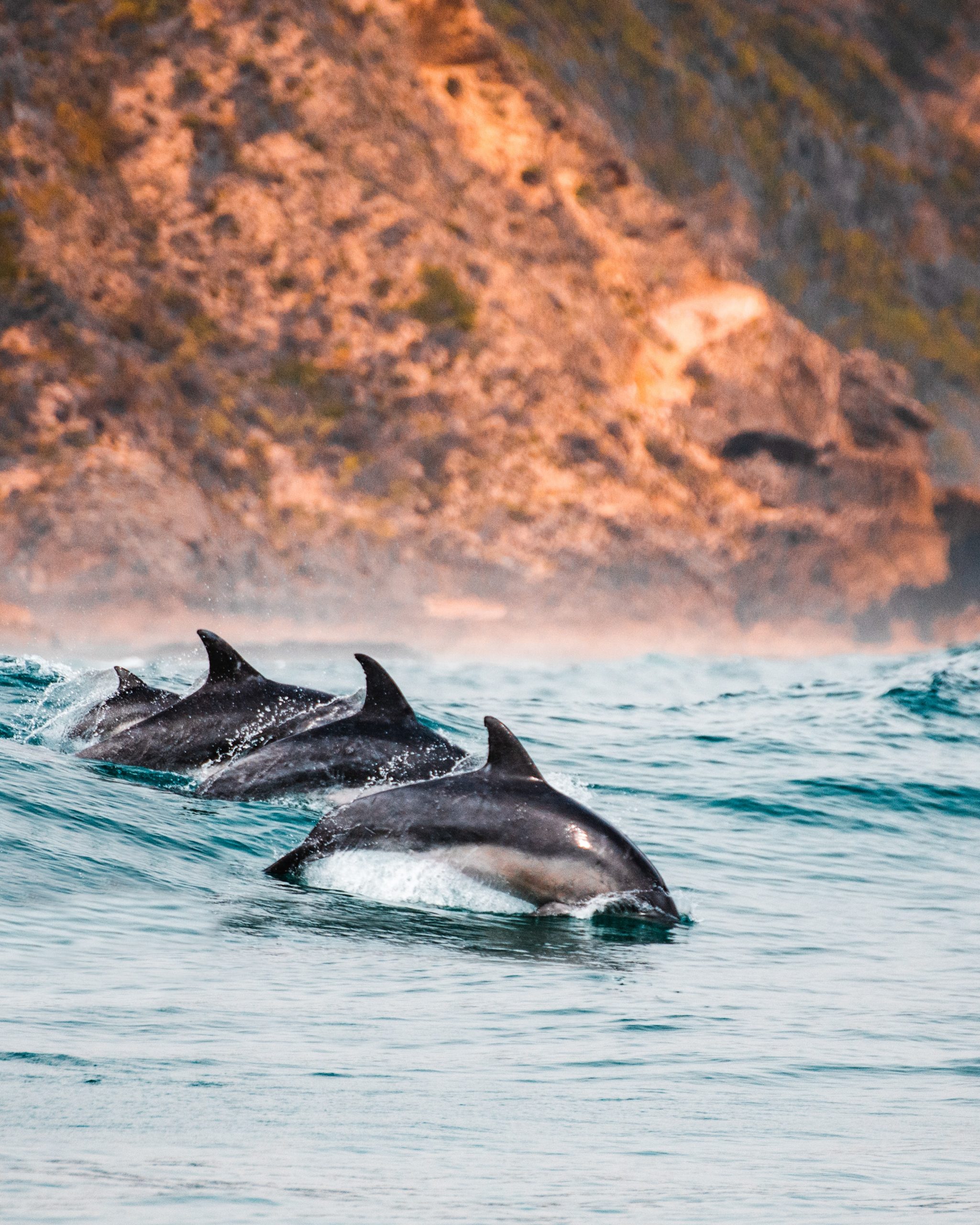 how to ethically go dolphin watching, tips to responsible spot dolphins