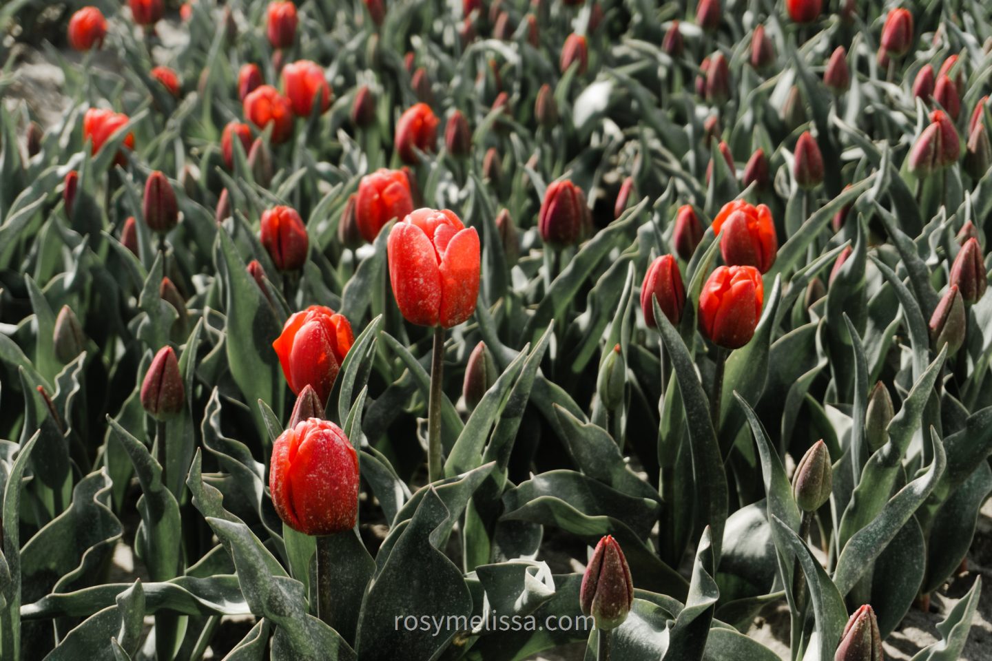 red tulips in flower field in the netherlands, tulip season in holland