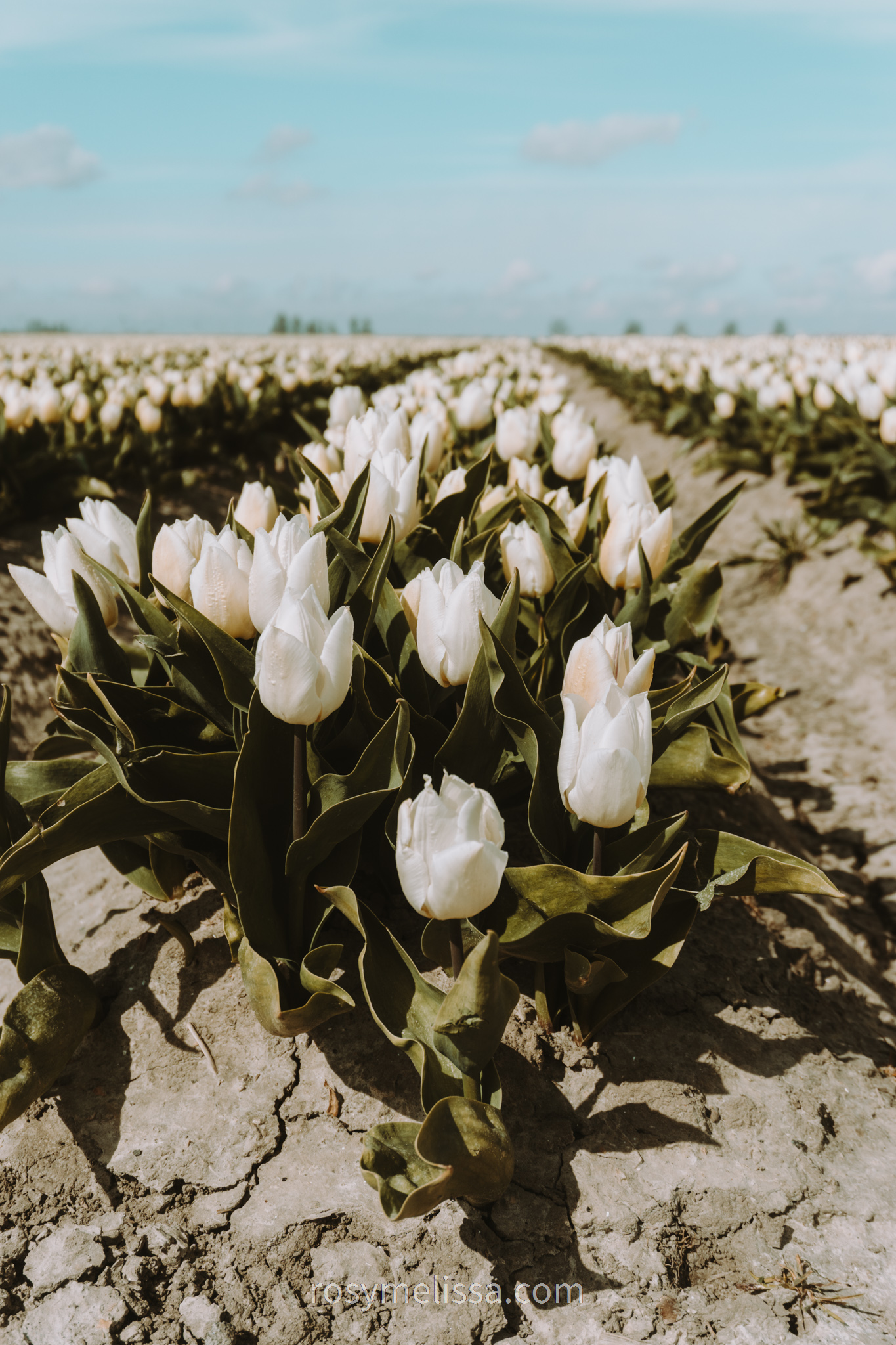 close up of white tulips in a flower and tulip field in the netherlands