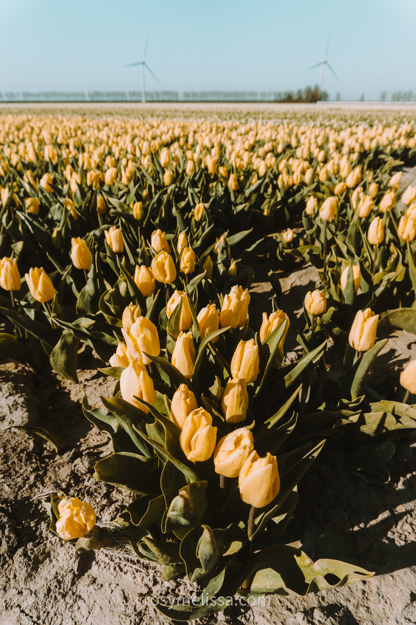 a yellow tulip field in the netherlands with windmills
