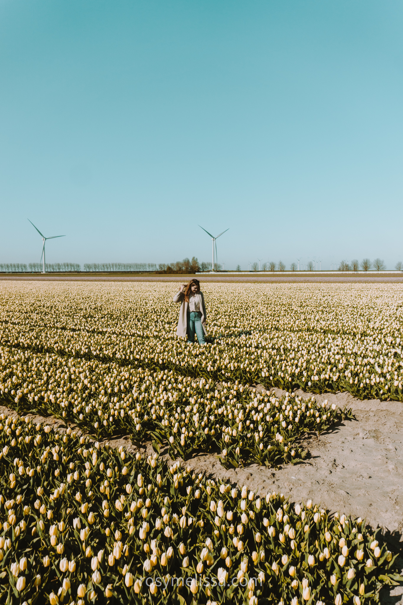 flower field, tulip field in the netherlands, yellow tulips