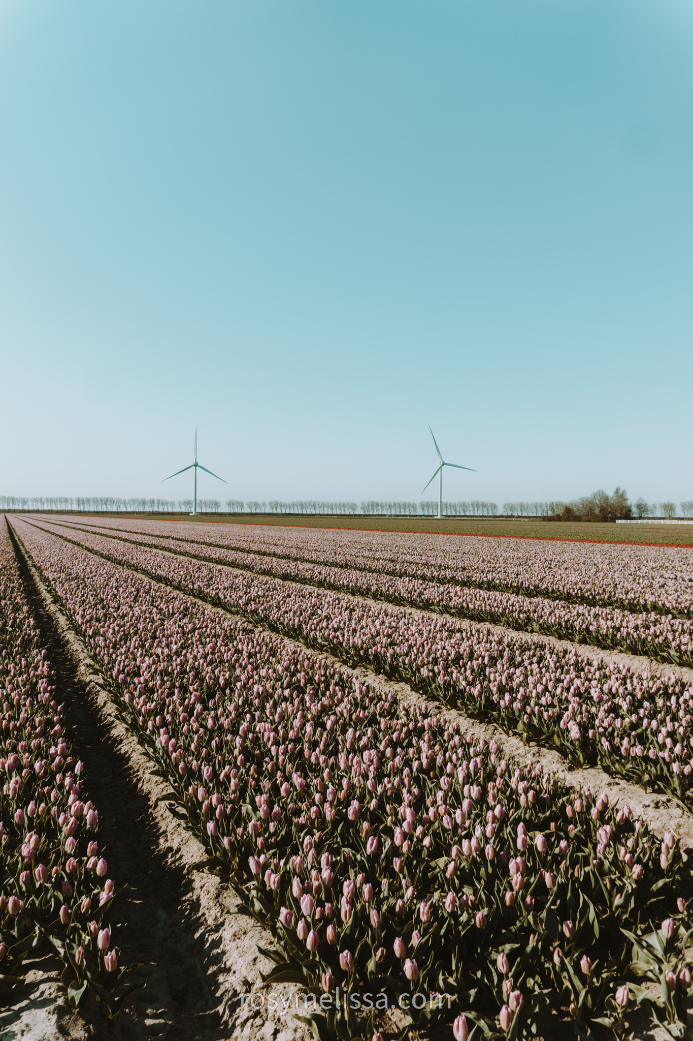 a view on a yellow tulip field in the netherlands
