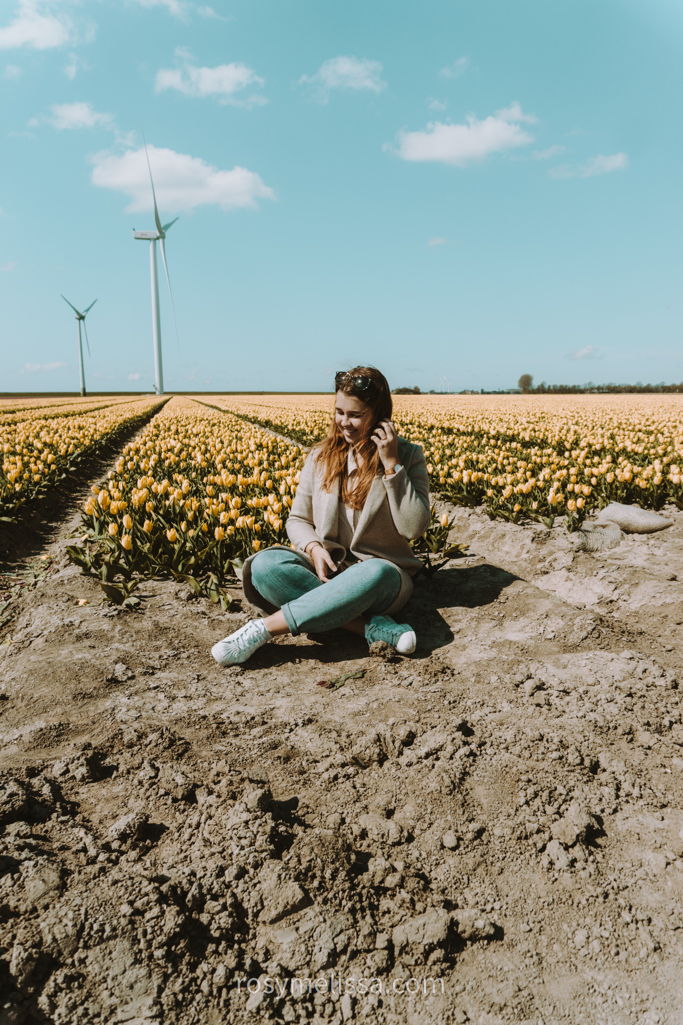photo in a yellow tulip field, tulip season in the netherlands, tulips in the netherlands
