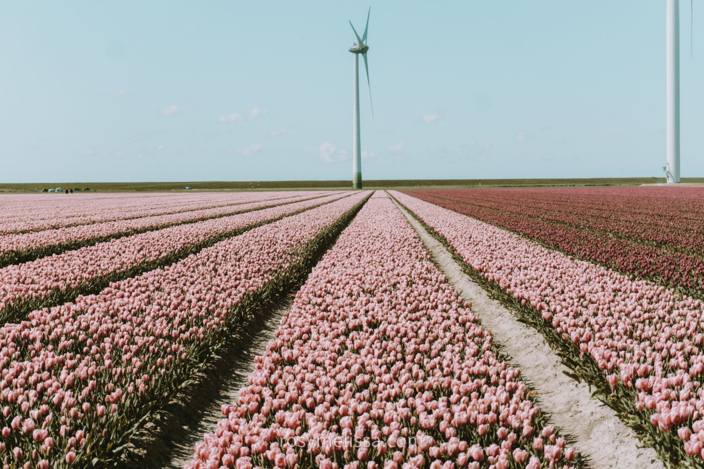tulip fields in the netherlands, tulip season, pink fields, red tulips