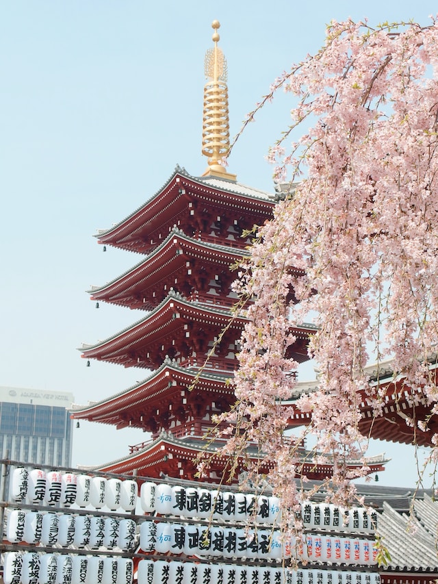 temple with cherry blossoms